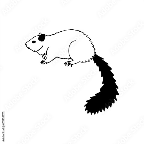 vector illustration of squirrel outline