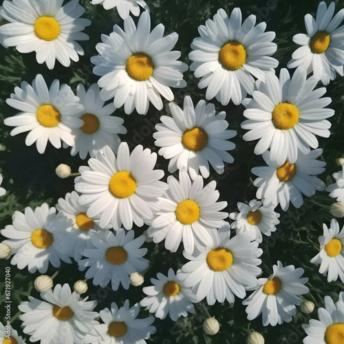 Close up white and yellow daisy flowers viewed from above. Floral background  springtime season.