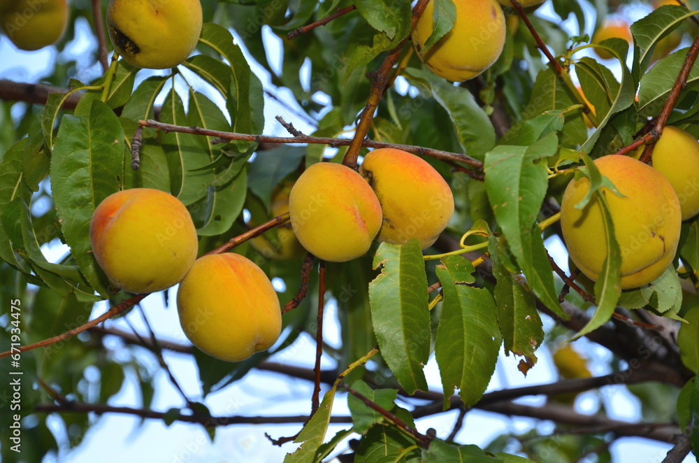 Ripe small peaches look appetizing and hang on the branches.