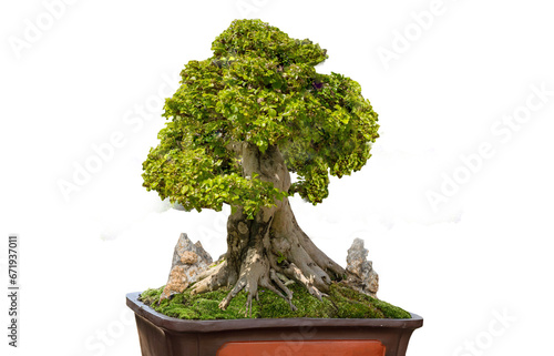 Bonsai tree That separates from the background clipping part