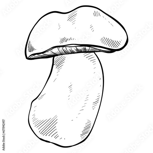 Bolete mushroom handdrawn illustration