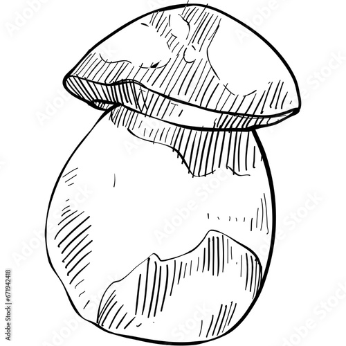 Bolete mushroom handdrawn illustration