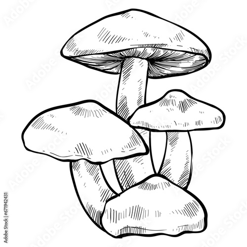 Oyster mushroom handdrawn illustration