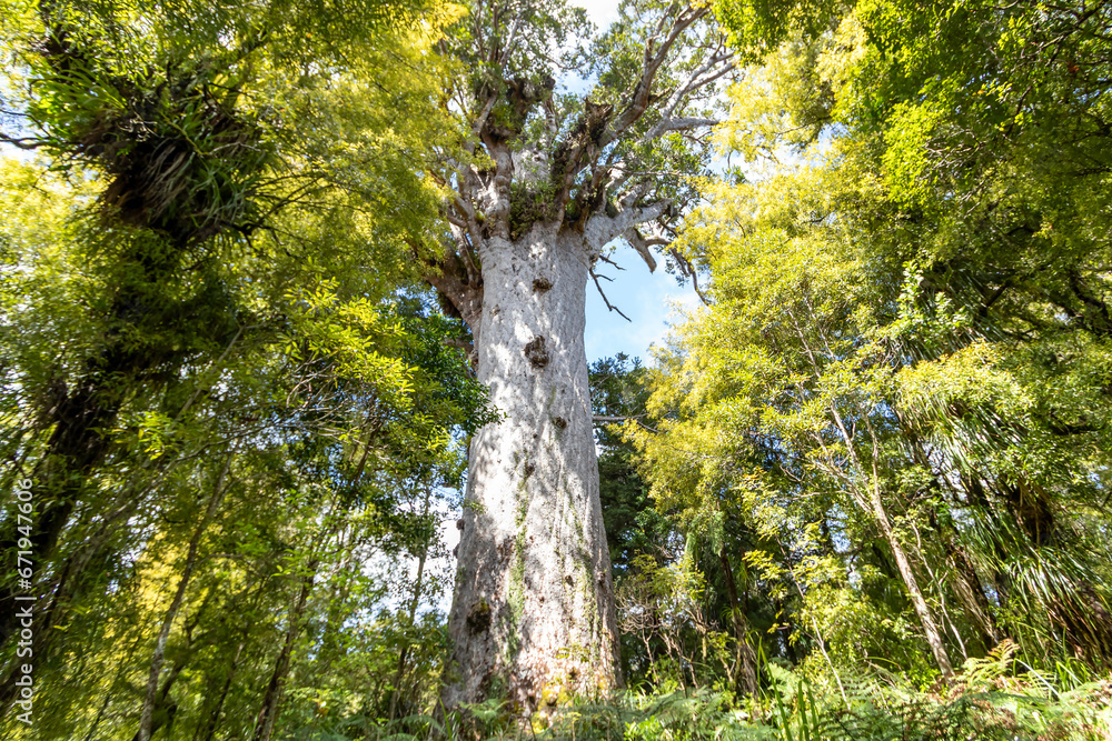 Obraz premium Ancient Kauri Tree Tane Mahuta in Puketi and Waipoua Forests in Northland, New Zealand