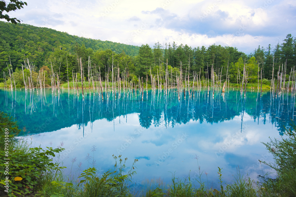Blue Pond Biei, Hokkaido　白金青い池　美瑛　北海道