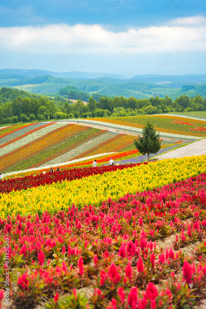 SHIKISAI-NO-OKA, Biei, Hokkaido　四季彩の丘・美瑛　北海道