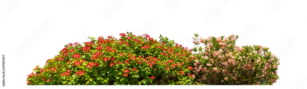 Shrubs isolated on transparent background with clipping path and alpha channel..