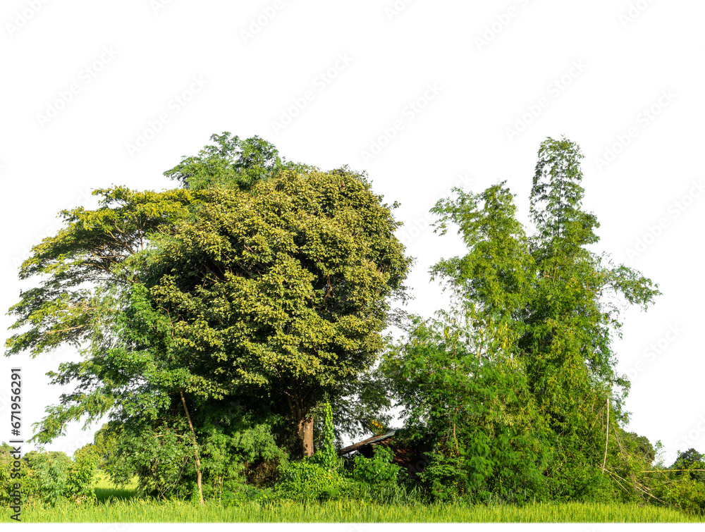 Obraz premium Green Trees on transparent background. are Forest and foliage in summer for both printing and web pages with cut path and alpha channel
