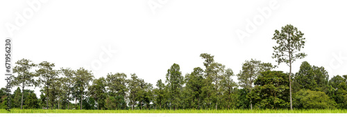 Fotografía Green Trees on transparent background