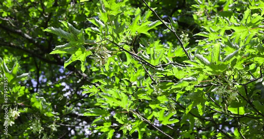 beautiful foliage ash tree with green foliage, beautiful foliage ash tree in sunny weather beautiful foliage ash tree with green foliage, beautiful foliage ash tree in sunny weather