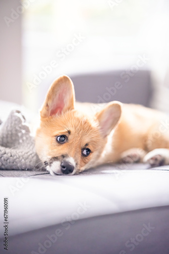 Adorable fawn Pembroke Welsh Corgi puppy laying on a couch - light red color coat