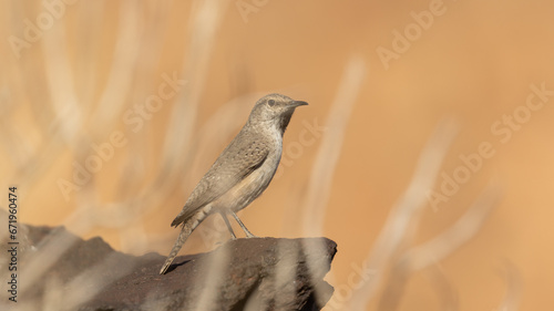 A Rock Wren perches on a sandstone boulder with the thin branches of a desert plant between itself and the camera. photo