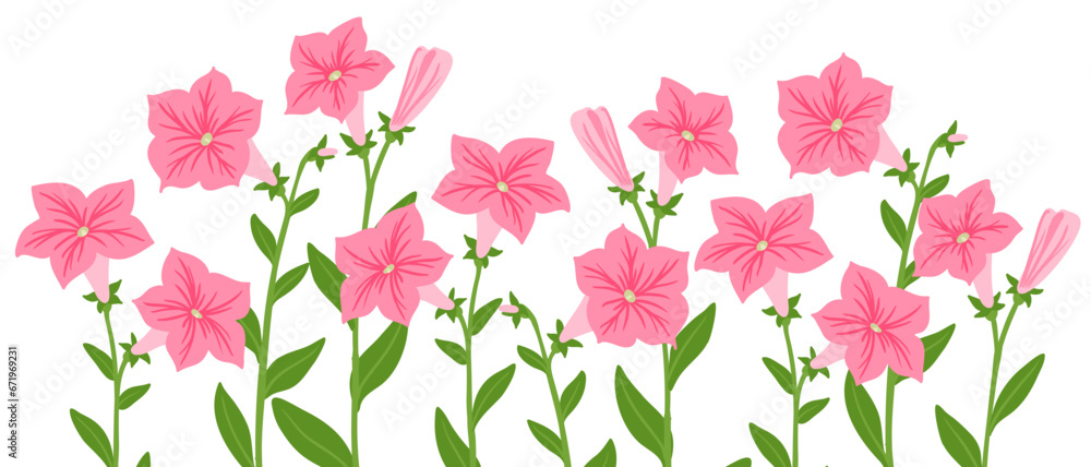 Petunia, vector drawing flowers at white background, hand drawn botanical illustration