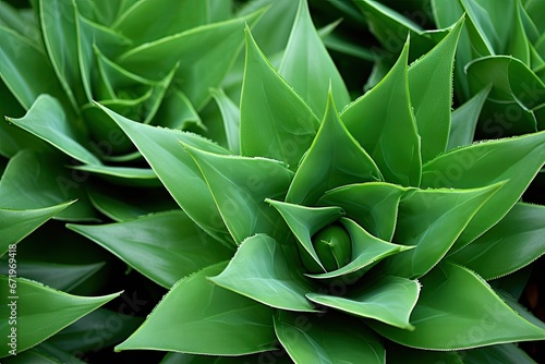 Emerald Elegance: Close-Up Texture of Agave Attenuata Cactus Plant