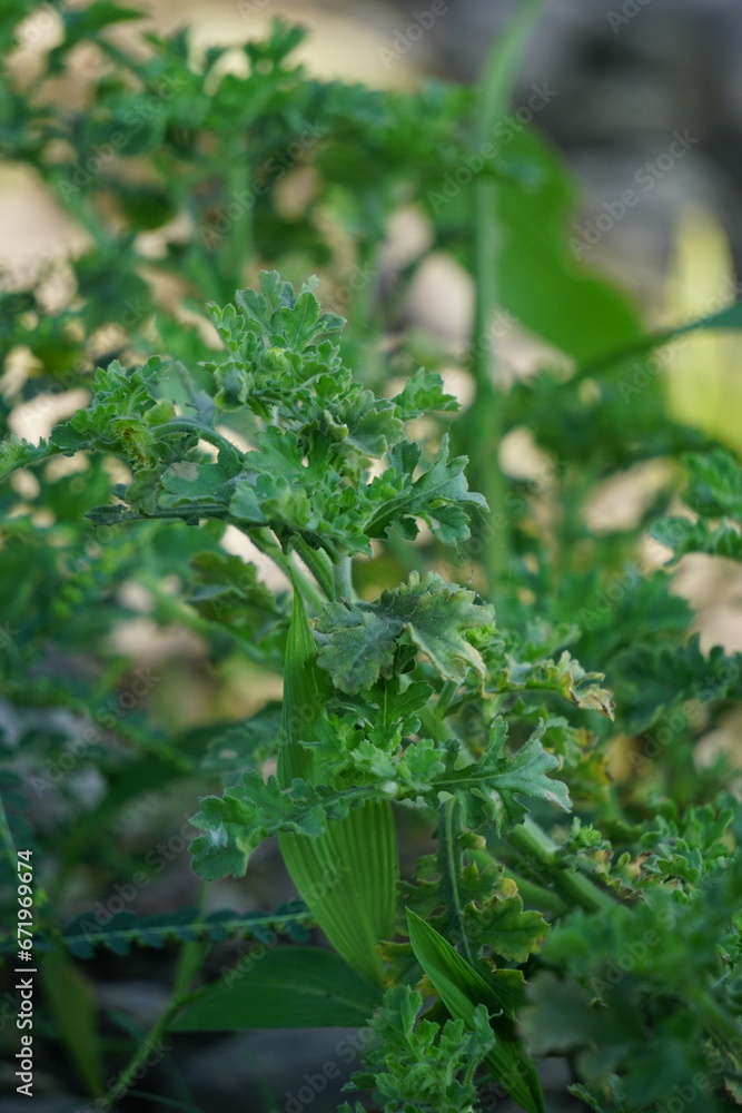 Grangea maderaspatana, commonly known as Madras carpet, is a flowering plant in the family Asteraceae. Grangea maderaspatana, commonly known as Madras carpet, is a flowering plant in the family Asteraceae.