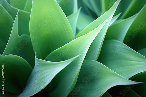Green Moody Abstract: Delicate Agave Attenuata Cactus Plant Details