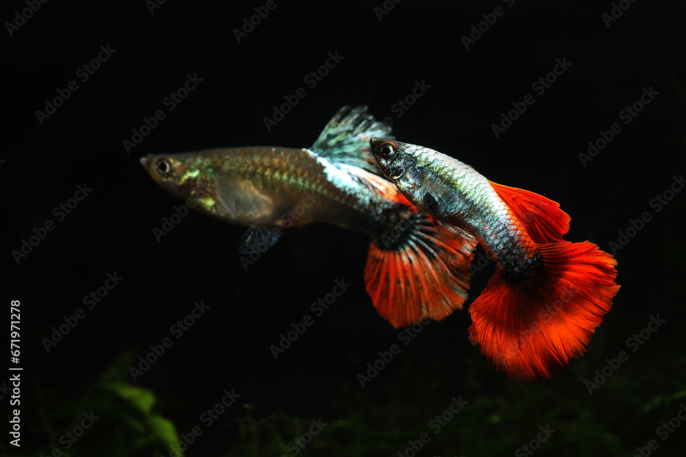 Fototapeta premium A pair of fancy red tail guppy in aquarium