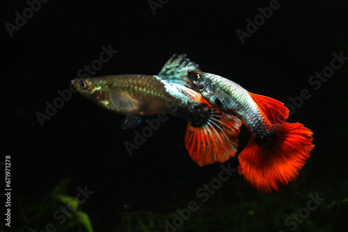 A pair of fancy red tail guppy in aquarium
