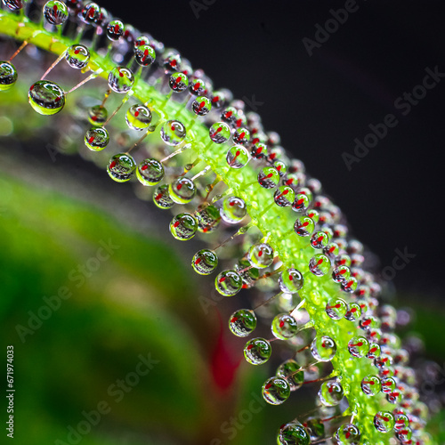 Planta carnívora drosera Adelae macro fotografía en fondo oscuro photo