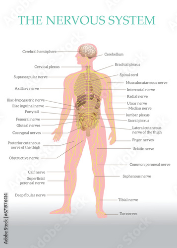 Central Nervous System, Nervous System, physiology of the nervous system, human nervous system photo