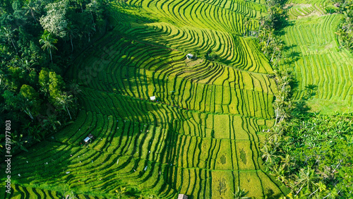 Landscape View Of Rice Field