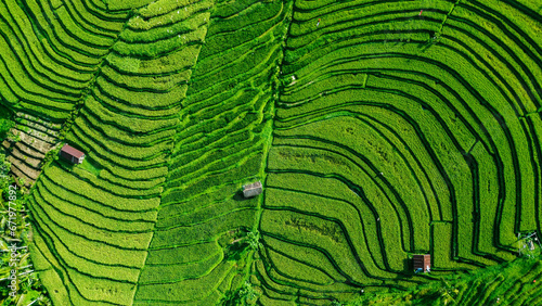 View From Top Of Green Paddy