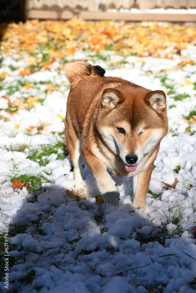dog in the snow dog in the snow
