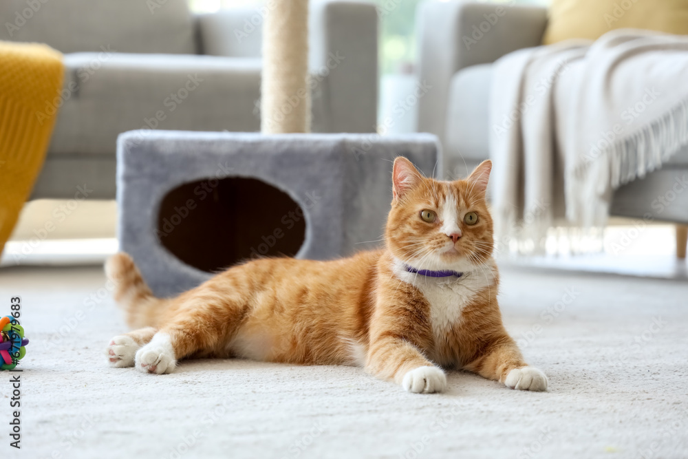 Cute cat lying near scratching post at home Cute cat lying near scratching post at home