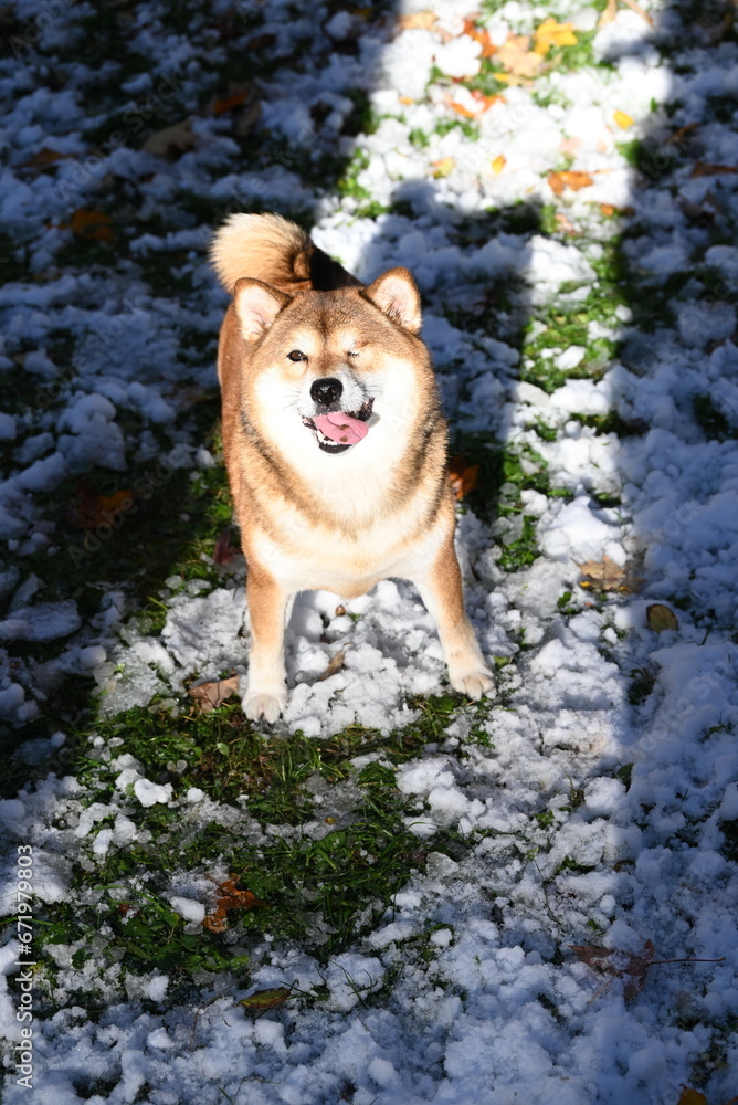 dog in the park