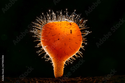 Cup fungi which may be found in Thailand, Selective Focus, Black Background photo