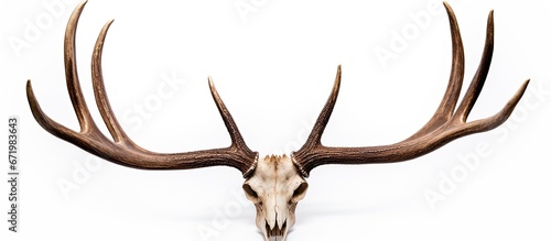 An isolated white background displays an ancient skull of a reindeer