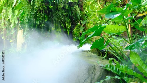 Green lush foliage moss and fern in reshness plant garde with a misty climate photo