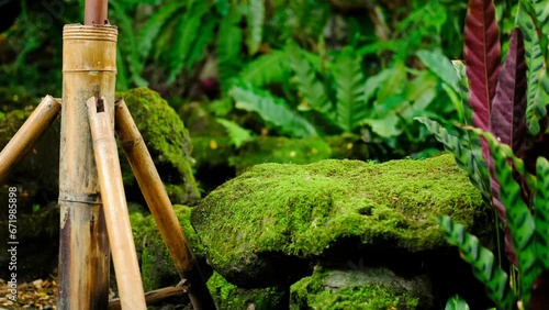 Green lush foliage moss and fern in reshness plant garde, rainforest. photo