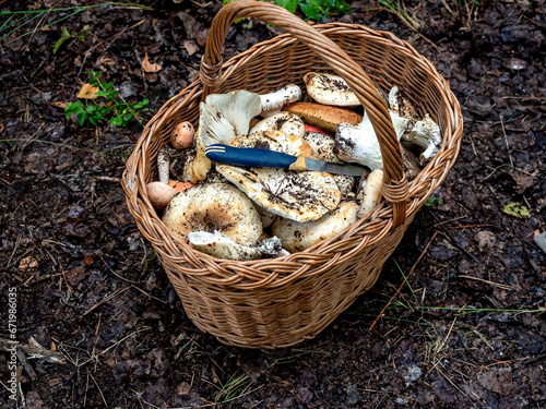 basket with mushrooms just collected in the forest in the forest