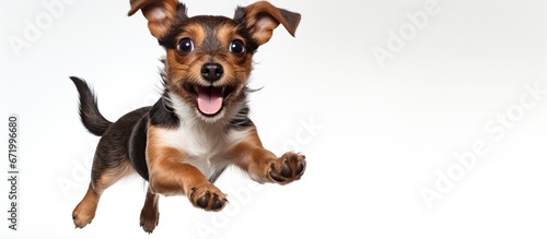 An adorable expression graces the face of a small mixed breed puppy dog as he raises a paw to offer a shake