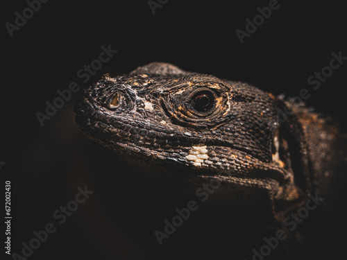 Close-up portrait of Green Iguana reptile in Costa Rica as a house pet called Marta