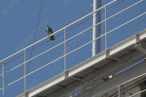 peregrine falcon on a bridge