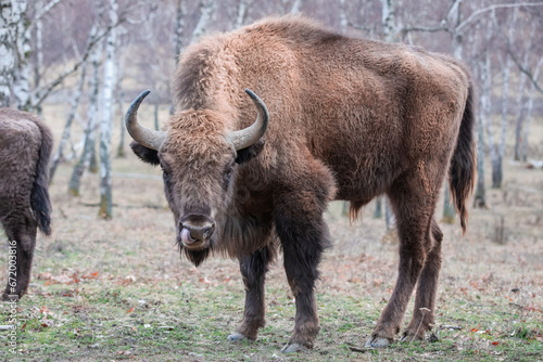 Capture of one individual from a herd of the European bison in the forest enjoying its freedom in a large area of enclosured natural preserve in Topolcianky, Slovakia