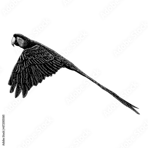 Scarlet Macaw hand drawing vector isolated on background.