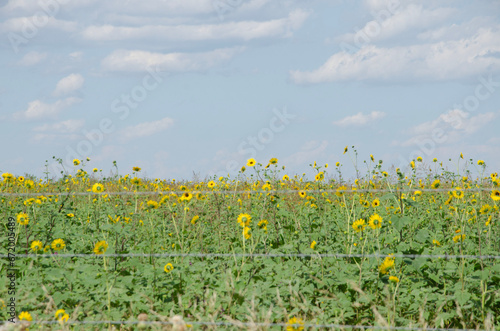 field of sunflowers © cynthia