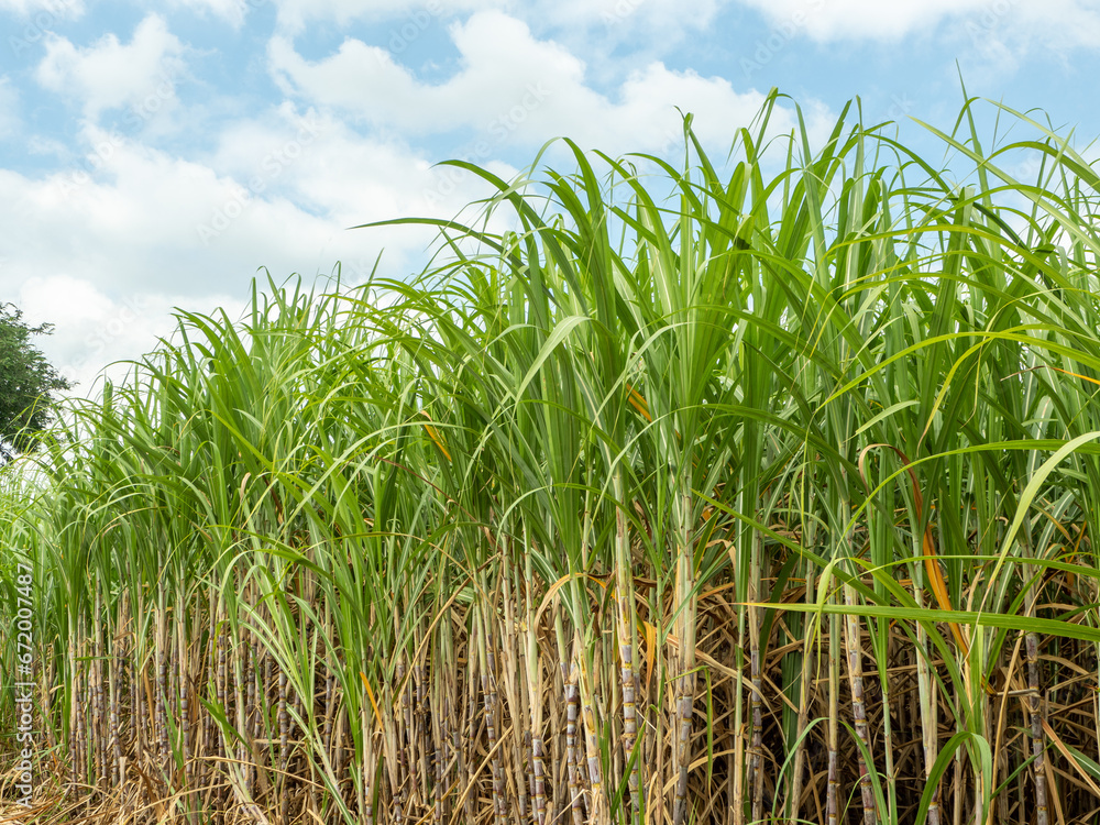 Sugarcane fields, blue sky and clear sky days in Thailand. Sugarcane fields, blue sky and clear sky days in Thailand.