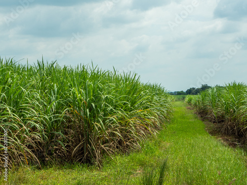 Sugarcane fields, blue sky and clear sky days in Thailand.