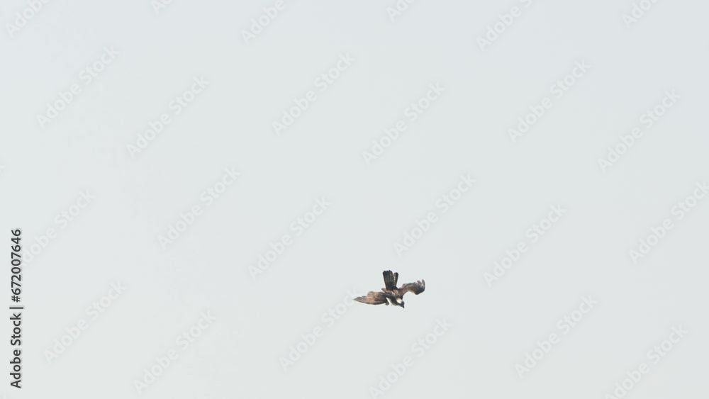 osprey is hunting a fish osprey is hunting a fish