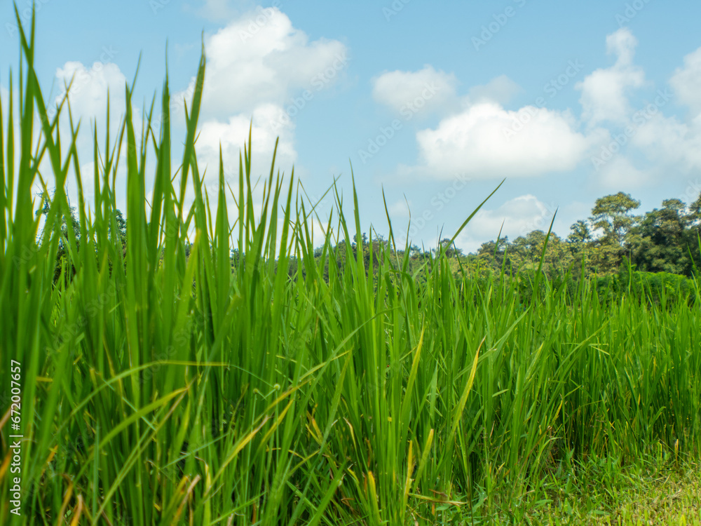 Picture of rice plants in front and blue sky. Picture of rice plants in front and blue sky.