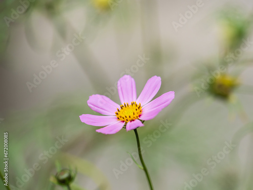 Beautiful purple Cosmos flower on green blured background. Cosmos bipinnatus  commonly called the garden cosmos or Mexican aster.