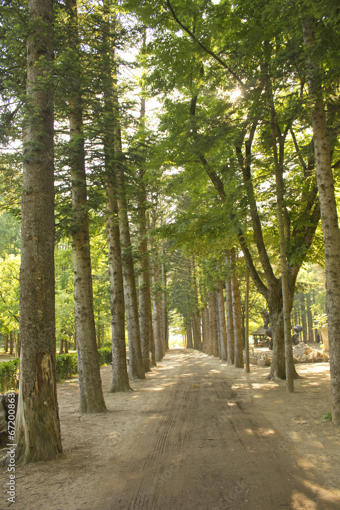 Forest and dirt road in Nami Island in summer Forest and dirt road in Nami Island in summer