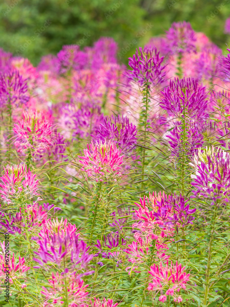 Obraz premium Group of purple and red Cleome hassleriana flowers or Spinnenblume or Cleome spinosa is on a green blurred background