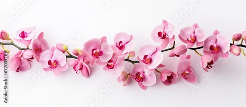 Flowers in the shade of pink with the appearance of orchids