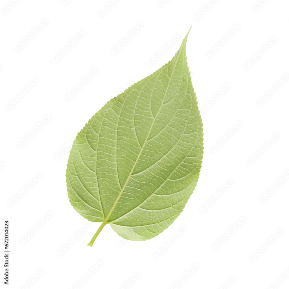 green leaf isolated on white green leaf isolated on white