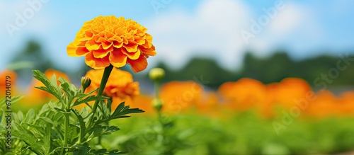 On a lovely day a stunning marigold blossom thrives in the garden photo